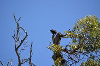 Yanchep National Park W.A