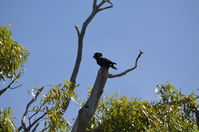 Yanchep National Park W.A