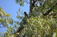 Yanchep National Park W.A