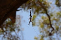 Yanchep National Park- Orb Weaving Spider - W.A