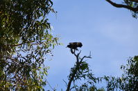 Yanchep National Park - W.A