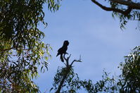 Yanchep National Park - W.A