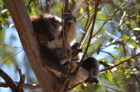 Yanchep National Park - W.A