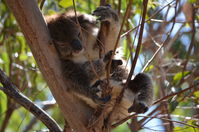 Yanchep National Park - W.A