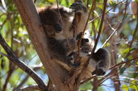 Yanchep National Park - W.A