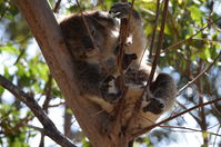 Yanchep National Park - W.A