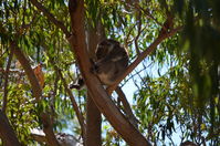 Yanchep National Park - W.A