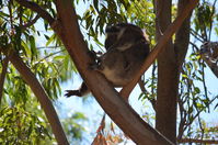 Yanchep National Park - W.A