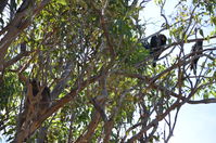 Yanchep National Park - W.A