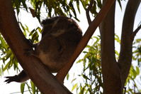 Yanchep National Park - W.A