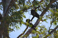 Yanchep National Park - W.A