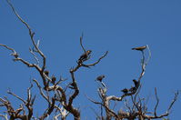 Yanchep National Park - W.A