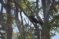 Yanchep National Park - W.A