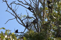 Yanchep National Park - W.A