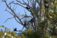 Yanchep National Park - W.A