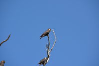 Yanchep National Park - W.A