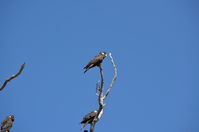 Yanchep National Park - W.A