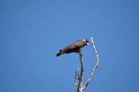 Yanchep National Park - W.A