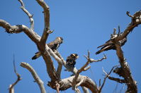 Yanchep National Park - W.A