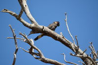 Yanchep National Park - W.A