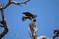 Yanchep National Park - W.A