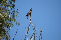 Yanchep National Park - W.A