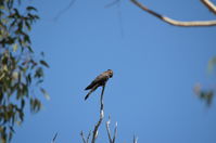 Yanchep National Park - W.A