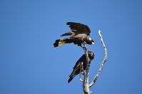 Yanchep National Park - W.A