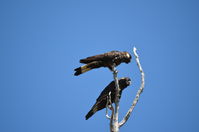 Yanchep National Park - W.A