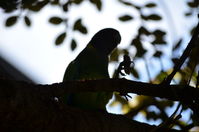 Yanchep National Park - W.A