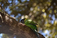 Yanchep National Park - W.A