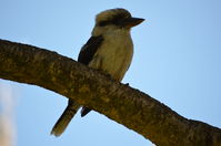 Yanchep National Park - W.A