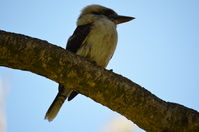 Yanchep National Park - W.A