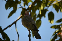 Yanchep National Park - W.A