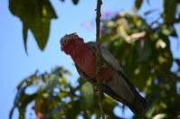 Yanchep National Park - W.A