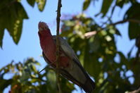 Yanchep National Park - W.A