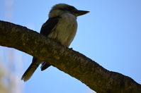 Yanchep National Park - W.A