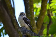 Yanchep National Park - W.A