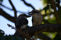 Yanchep National Park - W.A