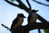 Yanchep National Park - W.A