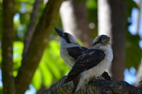 Yanchep National Park - W.A