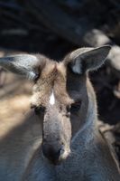 Yanchep National Park - W.A