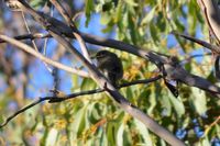 Yellow Faced Honey Eater - Pails for Scales Unique Pets