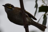 Yellow Faced Honeyeater - Berringa Block