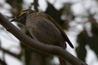 Yellow Faced Honeyeater - Berringa Block