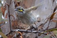 Yellow Faced Honeyeater - Berringa Block