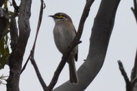 Yellow Faced Honeyeater - Berringa Sanctuary