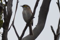 Yellow Faced Honeyeater - Berringa Sanctuary