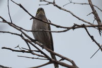 Yellow Faced Honeyeater - Berringa Sanctuary