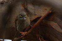 Yellow Faced Honeyeater - Berringa Sanctuary